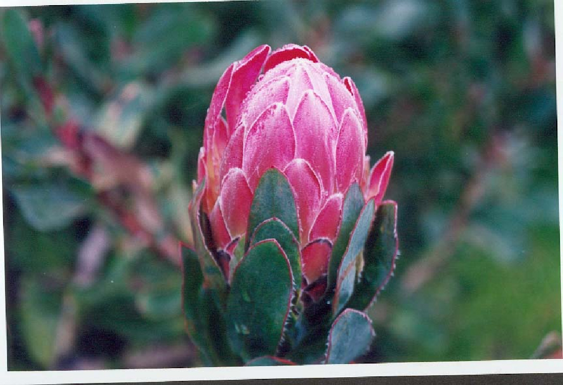 Protea eximia.jpg