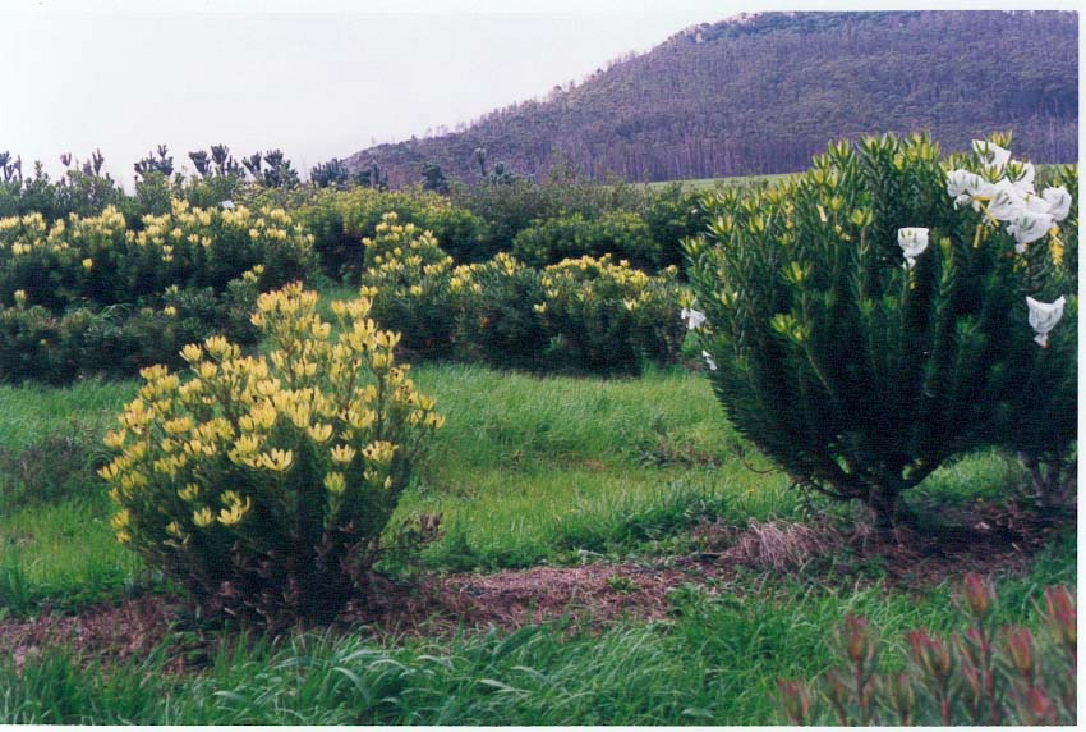 Leucadendron laureolum.jpg