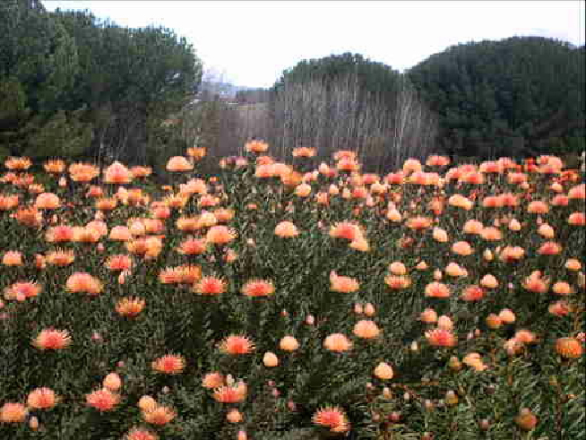 Leucospermum glabrum.jpg