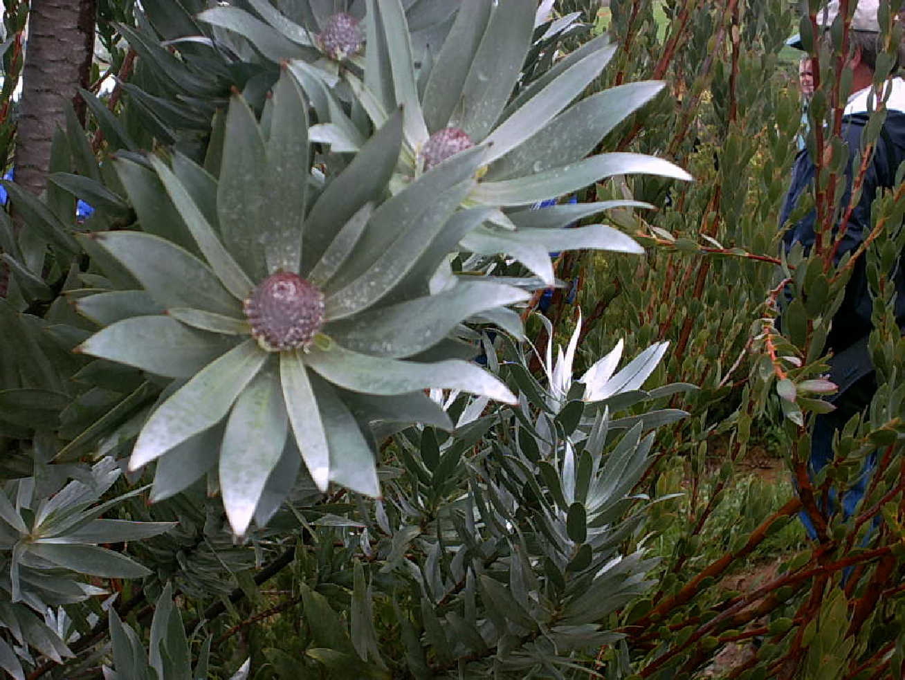 Leucadendron argenteum.jpg