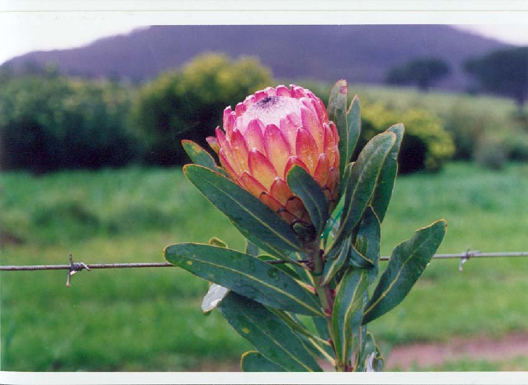 Protea susannae.jpg