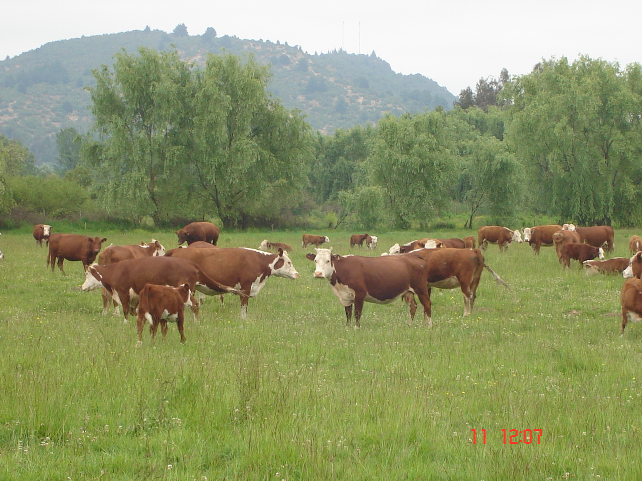 vacas2.jpg