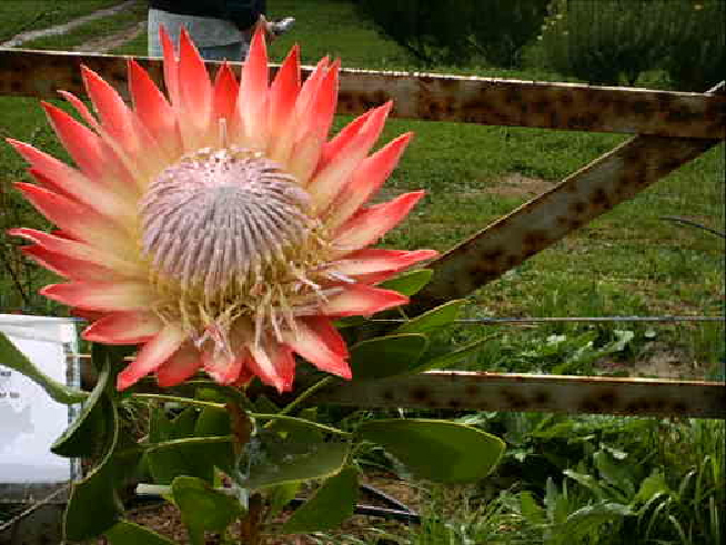 Protea cynaroides.jpg