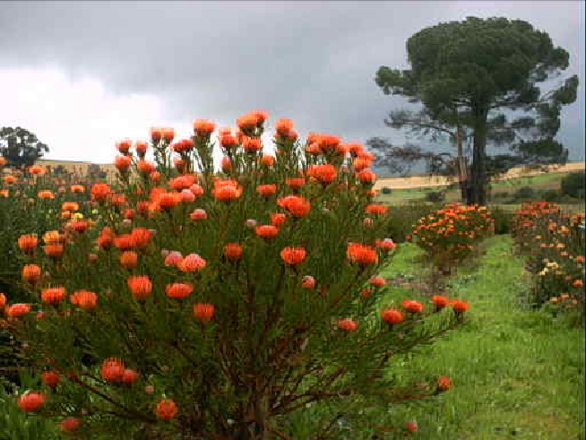 Leucospermum cordifolium.jpg